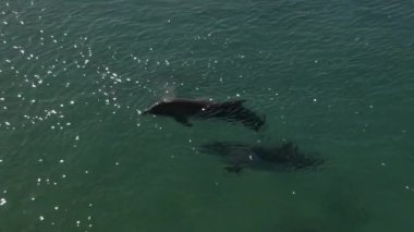Yunus. Karadeniz şişe burunlu yunusu (Tursiops truncatus ponticus). Şişeburunlu yunusların popülaritesi sinema ve kurguda sayısız atıftan ve öğrenme yeteneğinden kaynaklanır.