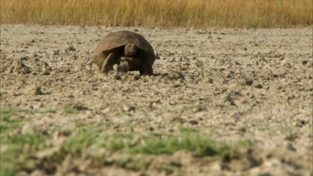 Schildkröte Testudines Ein Charakteristisches Merkmal Der Schildkröten Ist Ihr Panzer — Stockvideo