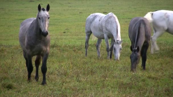 Cavalos Pastam Prado Início Manhã Garanhão Jovem Bonito — Vídeo de Stock