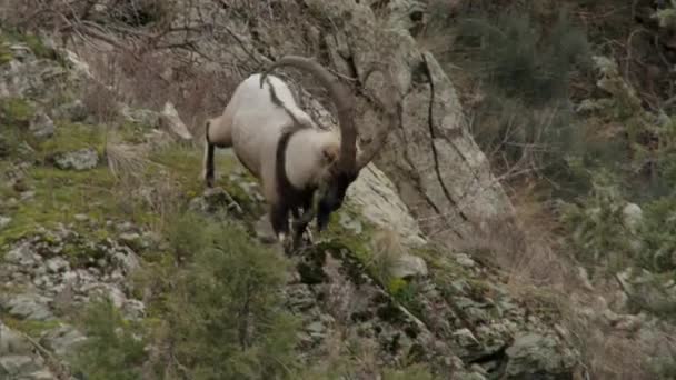 Bezoar Goat Bearded Goat Lat 카프라아에그 Capra Aegagrus 부리가 갈라진 — 비디오