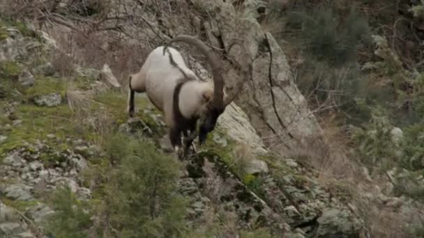 Bezoar Ziege Oder Bartziege Lat Capra Aegagrus Ist Ein Mit — Stockvideo