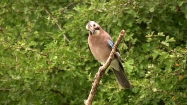 Avrasya Jay 'i (lat. Garrulus glandarius). Parlak, gevşek bir tüyleri, kafasında belirgin geniş bir arması ve oldukça uzun bir kuyruğu vardır.. 