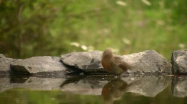 Robin (Lat. Erithacus rubecula). Larvalar gri-yeşilimsi. Robin, en sık rastlanan guguklu piliçlerden biridir..