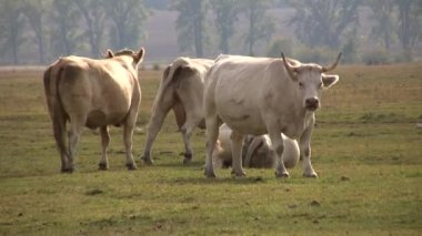 İnekler çayırda otlar. Gaskon cinsi, Fransız Pireneleri 'ndeki yerel sığırlara dayanılarak yetiştirildi. Burada hayvanlar fevkalade mütevaziliklerini kazandılar. Kırsal alan