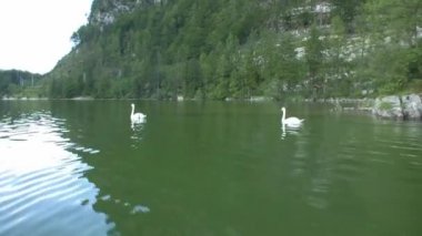 Kuğu (Lat. Cygnus olor) - ördek ailesinden bir kuş. Shypun adını tahriş sırasında yayınlanan sesten alır. Gaganın alt kısmında karakteristik bir çıkıntı var.