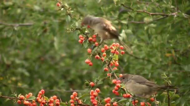 Fieldfare (Turdus pilaris). One of the most common types of thrushes. It is omnivorous, eating insects and earthworms in the summer, and berries, grain and seeds in the winter. — Stock Footage Fieldfare Turdus Pilaris One Most Common Types Thrushes Omnivorous Eating Stock Footage