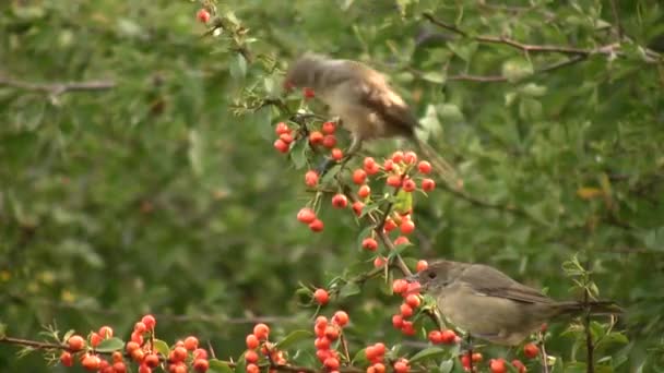 Fieldfare Turdus Pilaris Dos Tipos Mais Comuns Tordos Onívoro Comendo — Vídeo de Stock