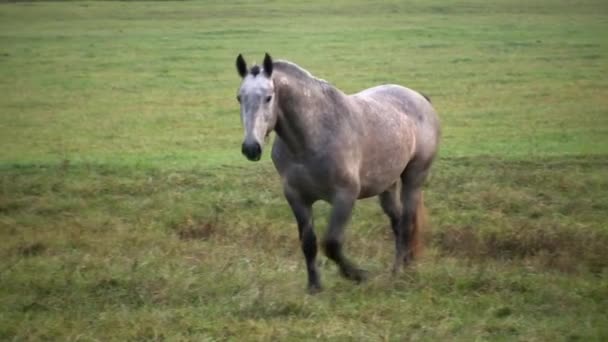Konie Pasą Się Łące Wcześnie Rano Młody Przystojny Ogier — Wideo stockowe