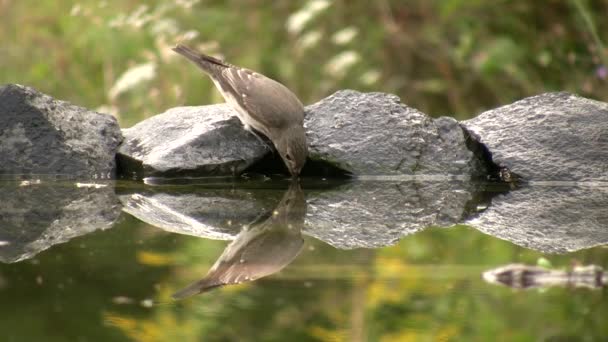 拉丁语 Fringilla Coelebs 是芬奇家族的一只鸣禽 在野外 芬奇的平均寿命是2年 在圈养中 平均寿命是12年 — 图库视频影像