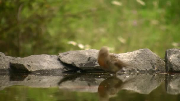 Robin Lat Erithacus Rubecula Larwy Szarozielone Nad Nami Robin Jest — Wideo stockowe