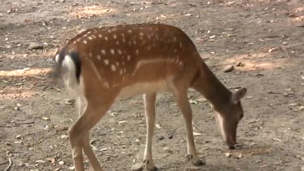 Ciervo Poca Profundidad Ciervo Barbecho Europeo Dama Dama Ciervo Tamaño — Vídeo de stock