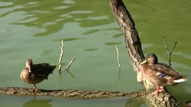 Mallard Pájaro Familia Patos Desprendimiento Aves Acuáticas Pato Salvaje Más — Vídeos de Stock