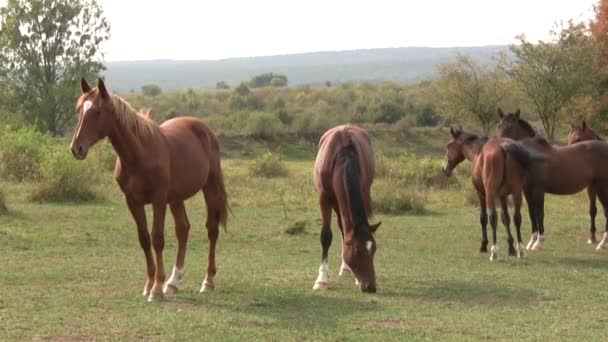 Cavalos Pastam Graciosamente Prado Início Manhã Tabun Cavalos Jovens — Vídeo de Stock