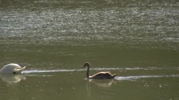 Cisne Lat Cygnus Olor Pássaro Família Patos Shypun Nomeado Por — Vídeo de Stock