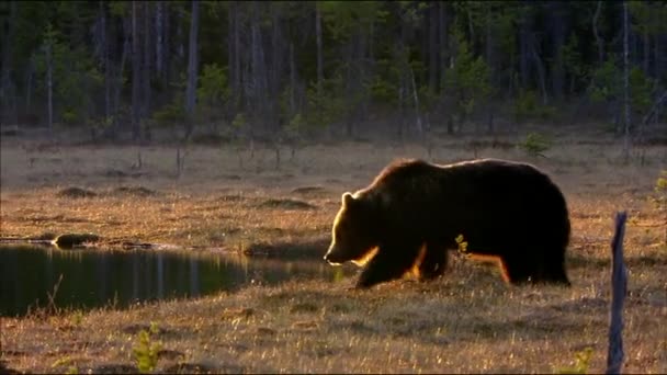 Brunbjörn eller vanlig björn (Lat. Ursus arctos) är ett rovdjur i björnfamiljen; ett av de största landrovdjuren. — Stockvideo