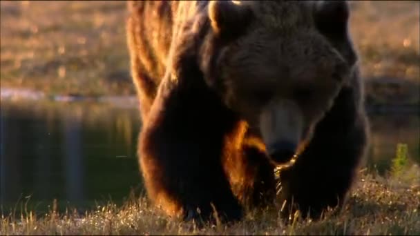 Brunbjörn eller vanlig björn (Lat. Ursus arctos) är ett rovdjur i björnfamiljen; ett av de största landrovdjuren. — Stockvideo