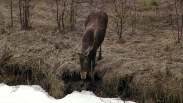 De eland of eland (Lat. Alces alces is een geslacht van herten uit de familie herten (Alces). De elanden onderscheiden zich door het brede, vlakke (of palmatale) gewei van de mannetjes.. — Stockvideo