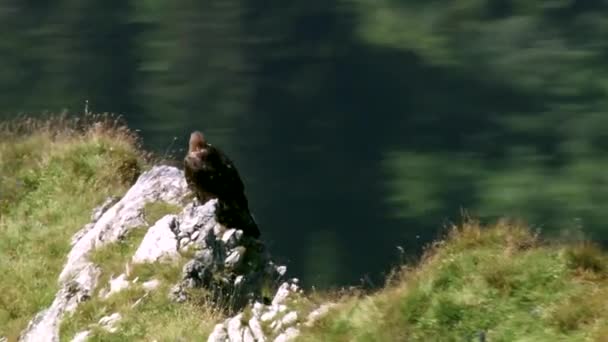 東の皇帝ワシは鷹の家族の獲物の大きな鳥です 草原や森林の草原地帯で繁殖し 森の島々や自立した背の高い木があるオープンスペースを生息地としています — ストック動画