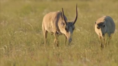 Saiga (kadın), margach (erkek) lat. Saiga tatarica). Sözde mamut faunasının (yünlü gergedan ve kılıç dişli kaplanla birlikte) en yaşlı temsilcisi.). 