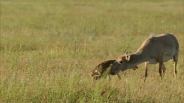 Saiga (kadın), margach (erkek) lat. Saiga tatarica). Sözde mamut faunasının en yaşlı temsilcisi (yünlü gergedan ve kılıç dişli kaplanla birlikte). Saiga yavrusu