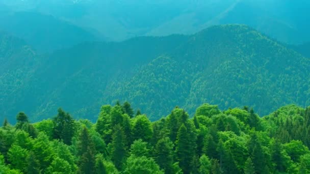 从鸟瞰看泰加和高山 Sikhote Alin 远东山区国家 野生生物 — 图库视频影像