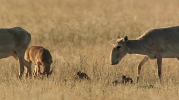 Saiga (femelle), margach ou saiga (mâle) lat. Saiga tatarica). Représentant le plus ancien de la faune dite mammouth (avec le rhinocéros laineux et le tigre à dents de sabre). Louveteau saïga