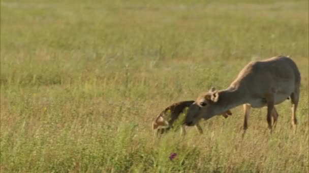 Saiga Femmina Margach Saiga Maschio Lat Saiga Tatarica Più Vecchio — Video Stock