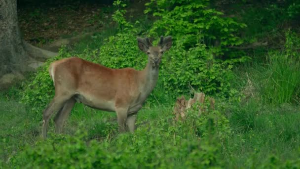 Jelen Bělohlavý Neboli Jelen Bělohlavý Dama Dama Průměrné Velikosti Běžný — Stock video