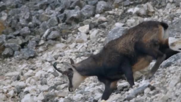 차모아 Chamois 라틴어 Rupicapra Rupicapra 발굽이 갈라진 포유류이다 동물의 라틴어 — 비디오