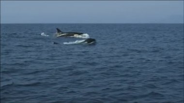 Katil balina (Orcinus orca). Kamçatka Yarımadası yakınlarındaki su alanı, Avacha Körfezi..