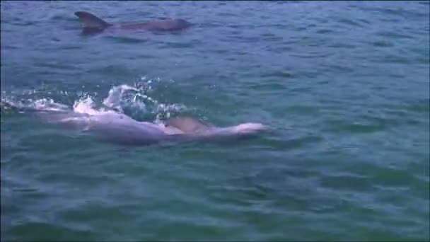 Delfín Delfín Mular Del Mar Negro Tursiops Truncatus Ponticus Popularidad — Vídeos de Stock