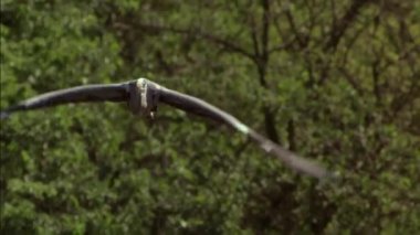 Uçuş sırasında Gri Heron (Ardea cinerea). Uzun bacaklı, uzun boyunlu, yukarıdan gri, aşağıdan beyaz, oldukça uzun ve keskin gagalı bir kuştur..