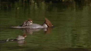 Krohali (lat. Ördek familyasından uzun silindirik gagalı bir kuş cinsi. Kırmızı göğüslü merganser (Mergus serrator) dalış yapan ördek. Mükemmel dalgıçlar, çoğunlukla balıklarla beslenirler.