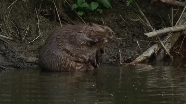 Ordinary Beaver River Beaver 라틴어 Castor Fiber 설치류의 일종인 포유류 — 비디오