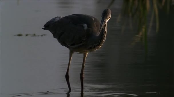 Grijze Reiger Ardea Cinerea Vangt Vis Het Een Langbenige Langnek — Stockvideo