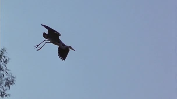 飞行过程中的灰鲱鱼 Ardea Cinerea 它是一种长腿 长脖子的鸟 上面灰 下面白 有黑色的包皮 有相当长的尖喙 — 图库视频影像