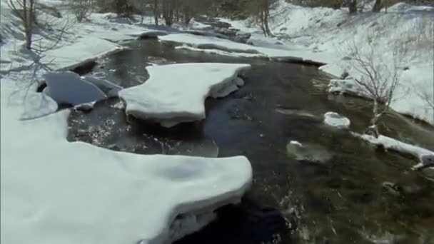这条河从冰上裂开了 森林小河上的春天雪融化了 灿烂的阳光和融化的水流充满了这条河 溪流低语 — 图库视频影像