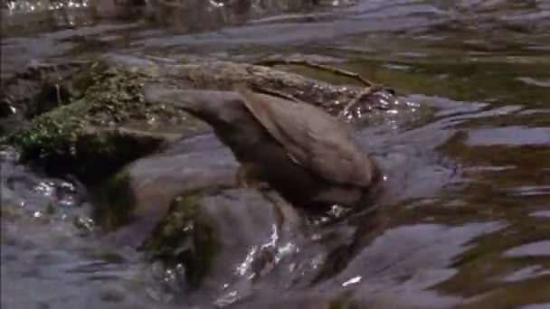 White Throated Dipper Cinclus Cinclus Característica Principal Capacidad Nadar Bucear — Vídeo de stock