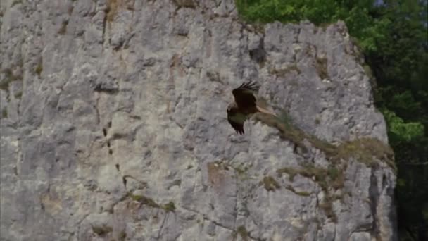 Den Röda Draken Lat Milvus Milvus Medelstor Rovfågel Hökfamiljen Flygningen — Stockvideo