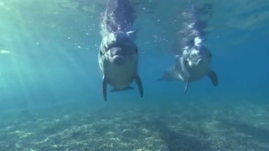 Yunus. Karadeniz şişe burunlu yunusu (Tursiops truncatus ponticus). Şişeburunlu yunusların popülaritesi sinema ve kurguda sayısız atıftan ve öğrenme yeteneğinden kaynaklanır.