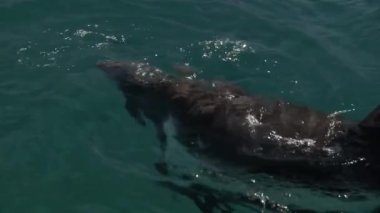 Yunus. Karadeniz şişe burunlu yunusu (Tursiops truncatus ponticus). Şişeburunlu yunusların popülaritesi sinema ve kurguda sayısız atıftan ve öğrenme yeteneğinden kaynaklanır.