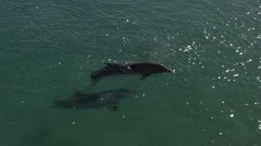 Yunus. Karadeniz şişe burunlu yunusu (Tursiops truncatus ponticus). Şişeburunlu yunusların popülaritesi sinema ve kurguda sayısız atıftan ve öğrenme yeteneğinden kaynaklanır.