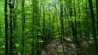 Taiga 'daki geçilmez çalılıklar. Vahşi doğa. Çam ağaçları, yedi. Uzak Doğu