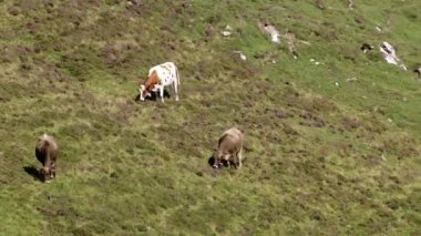 İnekler yeşil bir çayırda yüksek dağlarda otlarlar. Kırsal alan, çayırlık