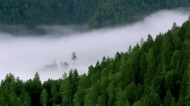 Beyaz bulutlardan oluşan bir arka planda Sikhote-Alin dağlarında çamlar. Vahşi doğa, vadide sabah sisi. Uzak Doğu
