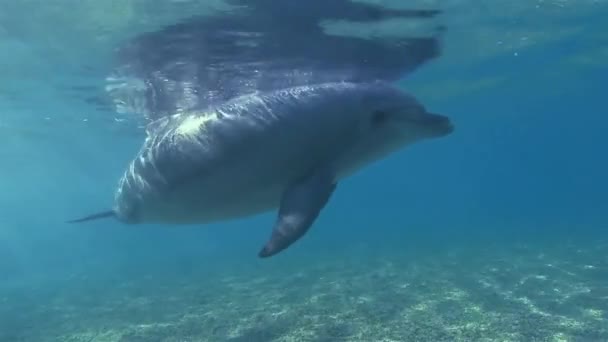 Delfin Fekete Tengeri Palackozott Delfin Tursiops Truncatus Ponticus Palackorrú Delfinek — Stock videók