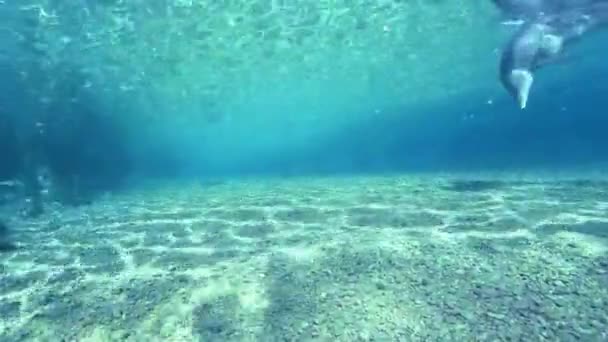 Delfín Delfín Mular Del Mar Negro Tursiops Truncatus Ponticus Popularidad — Vídeos de Stock