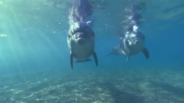 Delfin Fekete Tengeri Palackozott Delfin Tursiops Truncatus Ponticus Palackorrú Delfinek — Stock videók