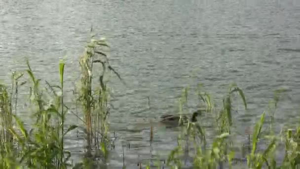 Mallard Een Vogel Uit Eendenfamilie Die Watervogels Loslaat Beroemdste Meest — Stockvideo