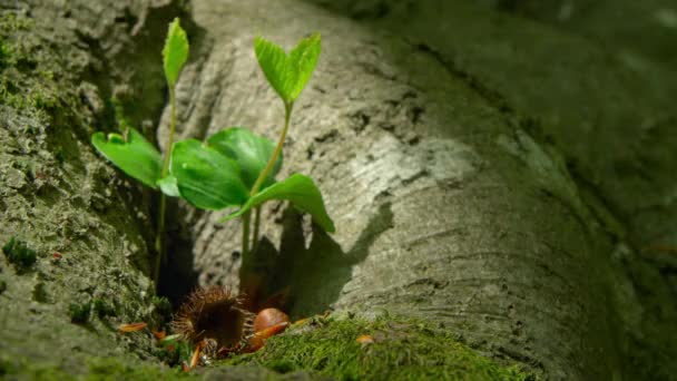 閉じる若い落葉樹の撮影のアップ 地球を守り 環境を守るという考え方 — ストック動画